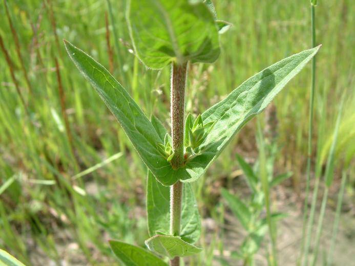 Lythrum salicaria